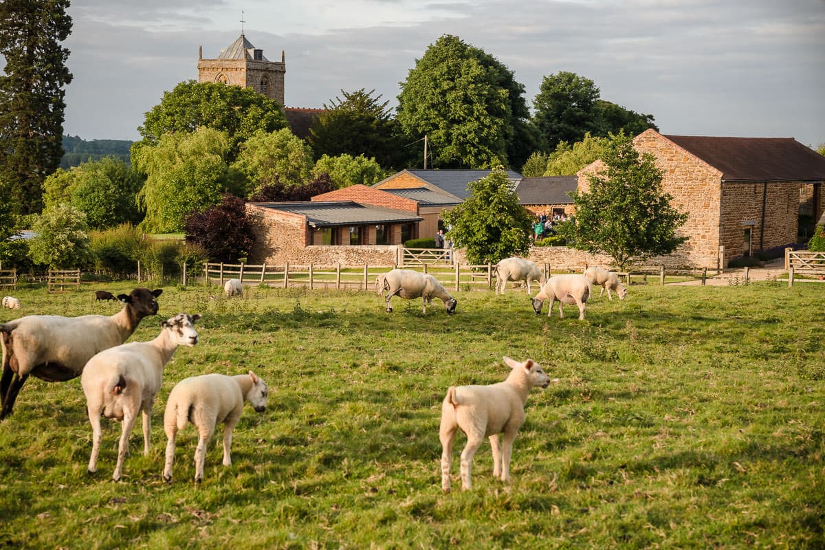 Dodford Manor Wedding Venue-3 A group of sheep grazing in a field at Dodford Manor.