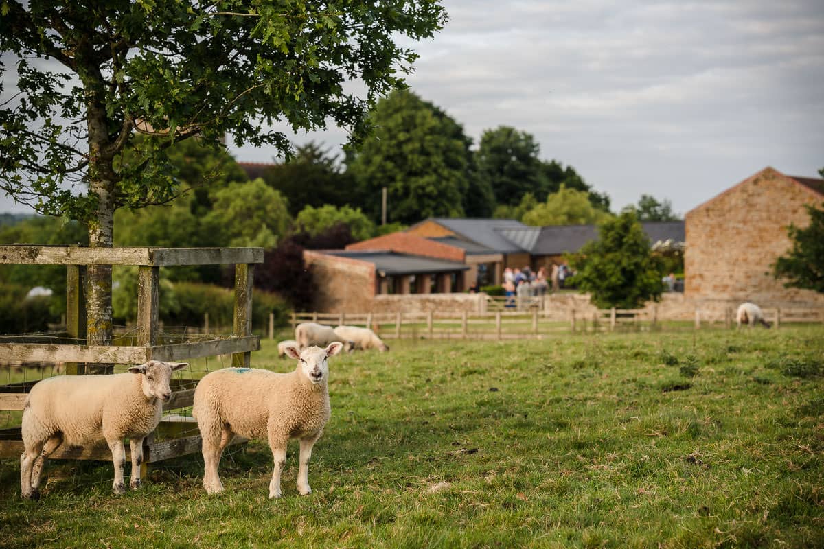Dodford Manor Wedding Venue-4 Dodford Manor Wedding Photographer captures two sheep standing in a field next to a house during a wedding photoshoot.